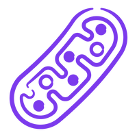 Mitochondria